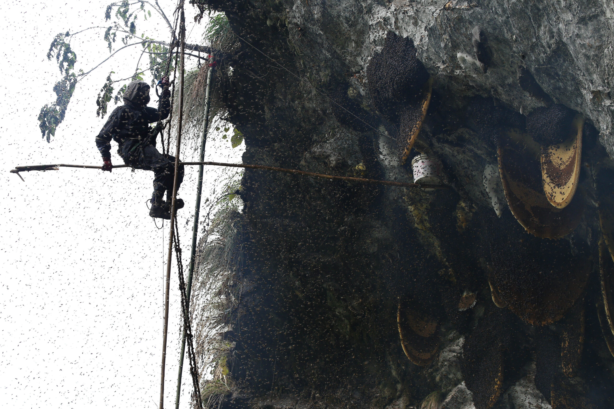 honey hunting in nepal