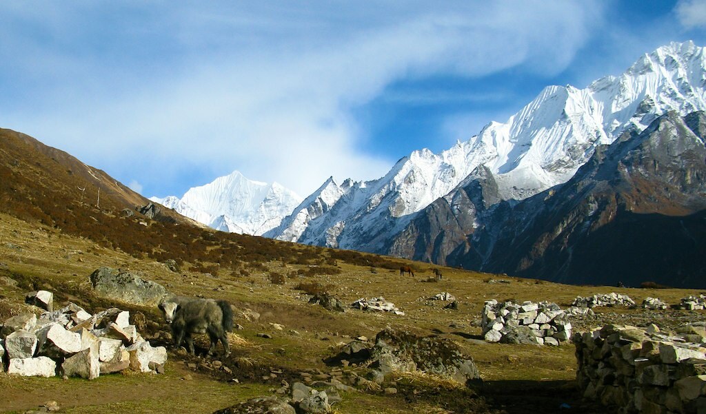 Snowy Himalayan peaks with yak grazing in valley