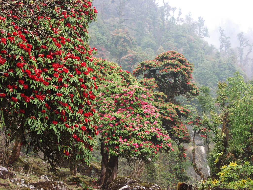 Himalayan forest with red and pink rhododendron trees against misty mountain backdrop.