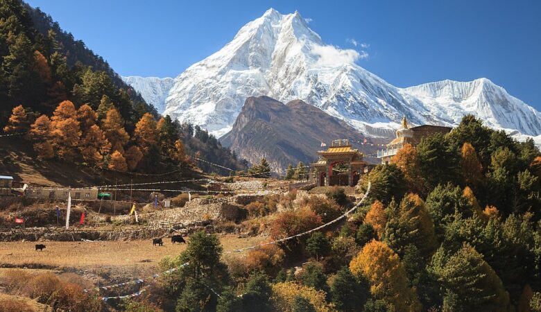 Snow-covered Mount Manaslu towering above a Himalayan village with monastery, prayer flags, and grazing yaks