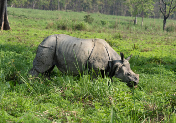 Rhinoceros grazing in lush green field with trees in background