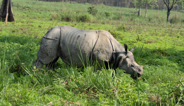 Rhinoceros grazing in lush green field with trees in background