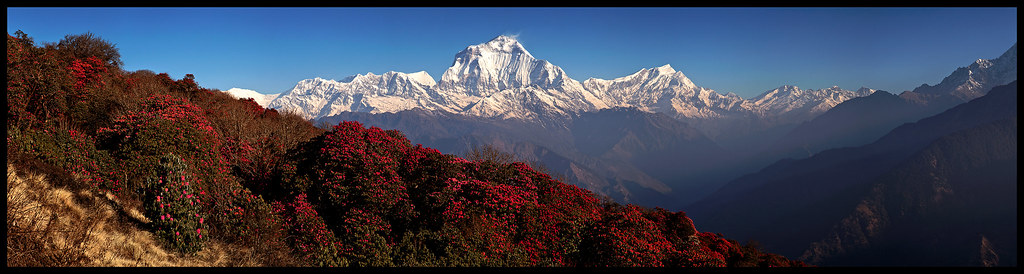 Himalayan mountains with flowering shrubs and clear sky